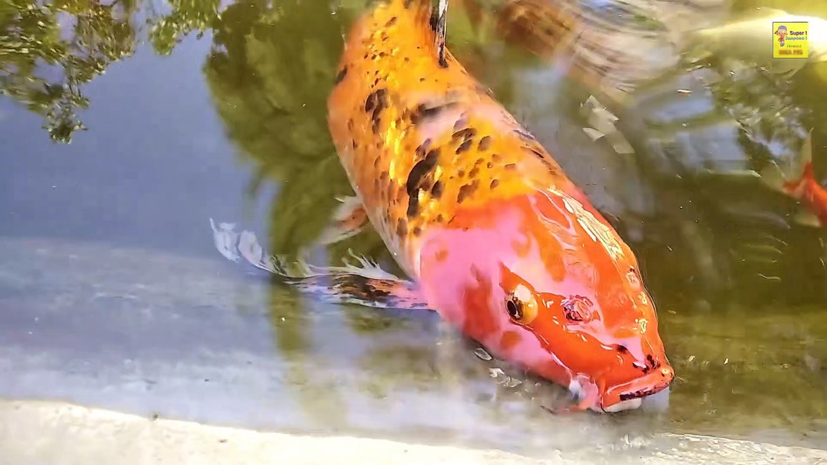 Золотая рыбка