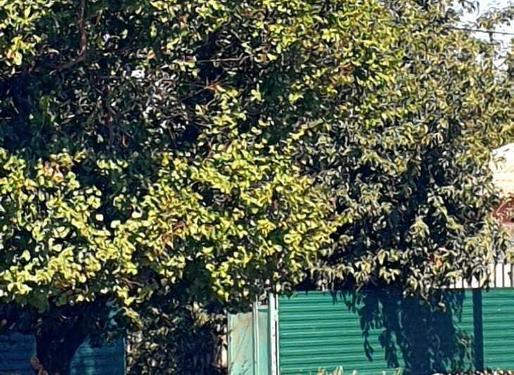 Фото "Родной стороны"