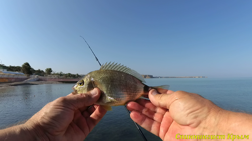 Морская рыбалка. Ультралайт. Ласкирь и зеленуха.