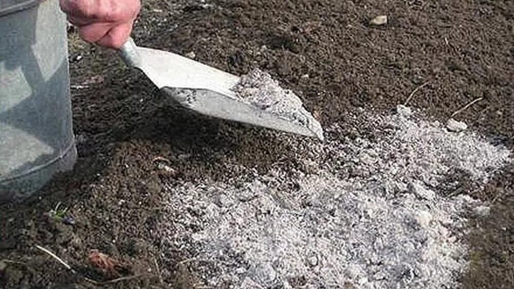 ...не внесли золу туда, куда этого делать не стоит и не испортили почву на долгие годы.