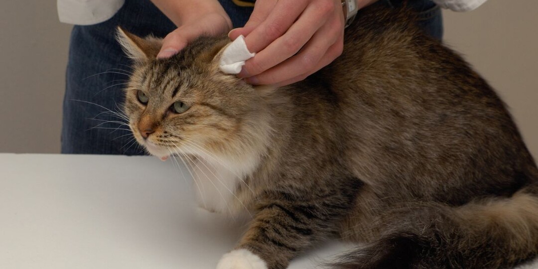 Как правильно чистить уши кошке, чтобы избежать проблем со здоровьем