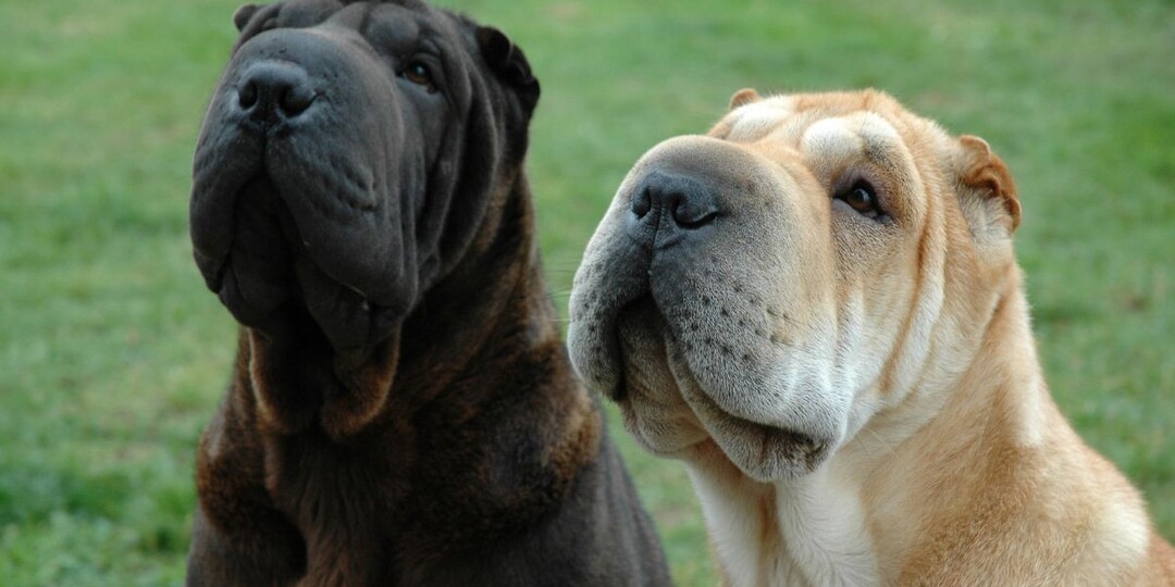 Топ-5 пород собак, которые никогда не убегут: экспертное мнение кинологов