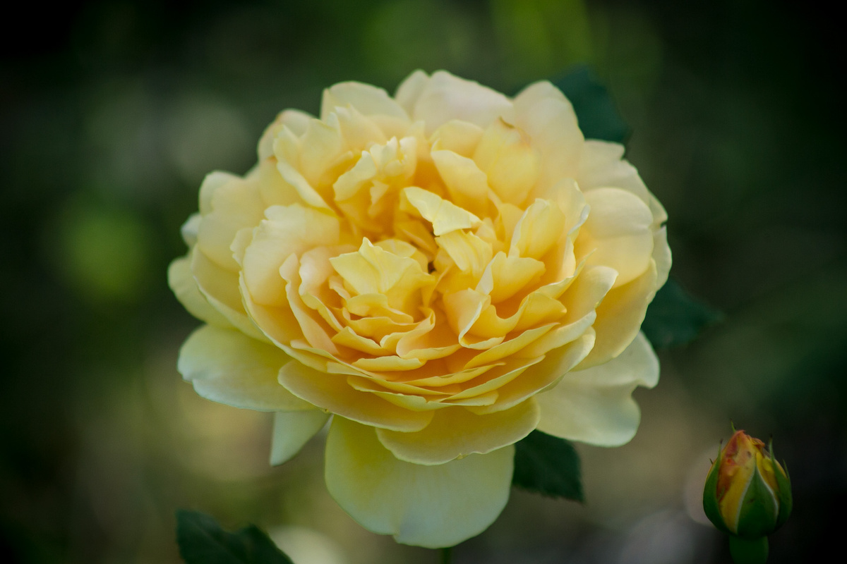 Английская роза Golden Celebration. Автор фото Елена Якимова / Greenfingers