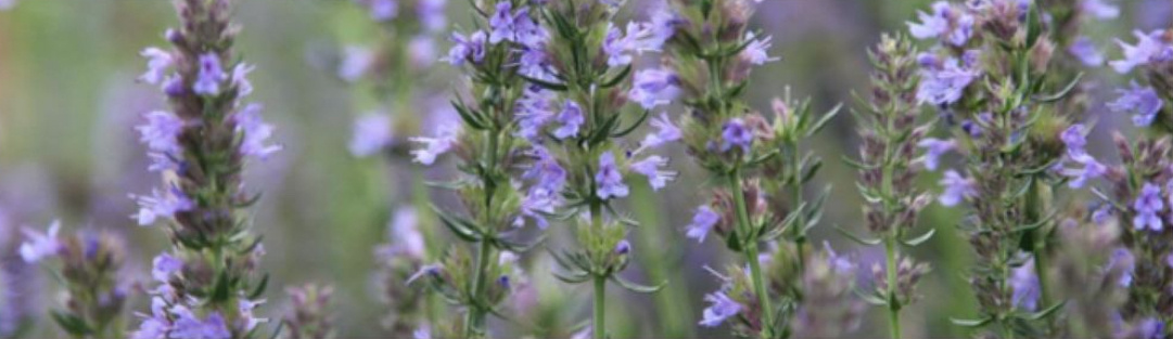 Иссоп лекарственный