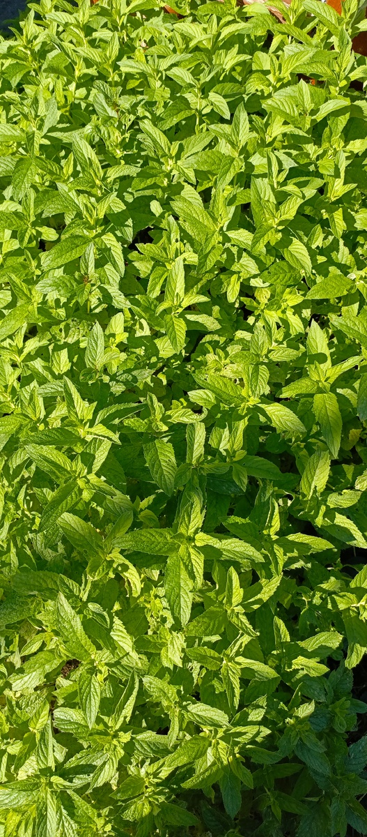 Мелисса в переводе с греческого (melissophyllon) означает «пчелиный лист». По этой причине ее еще называют медовка, маточник, пчельник, роевник. Относится к роду многолетних . Популярна она во многих странах, включая Россию.У меня на даче растёт как сорняк.Люблю добавлять в чай.