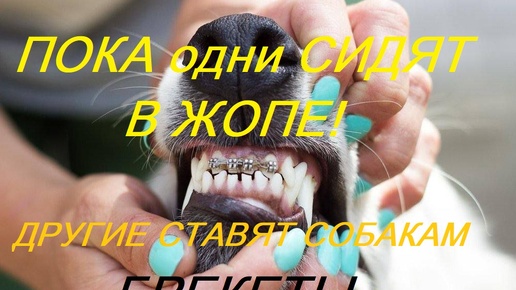 ⚡ ПОКА ОДНИ СИДЯТ в Ж..Е! 💥 ДРУГИЕ ставят собакам БРЕКЕТЫ! 😥