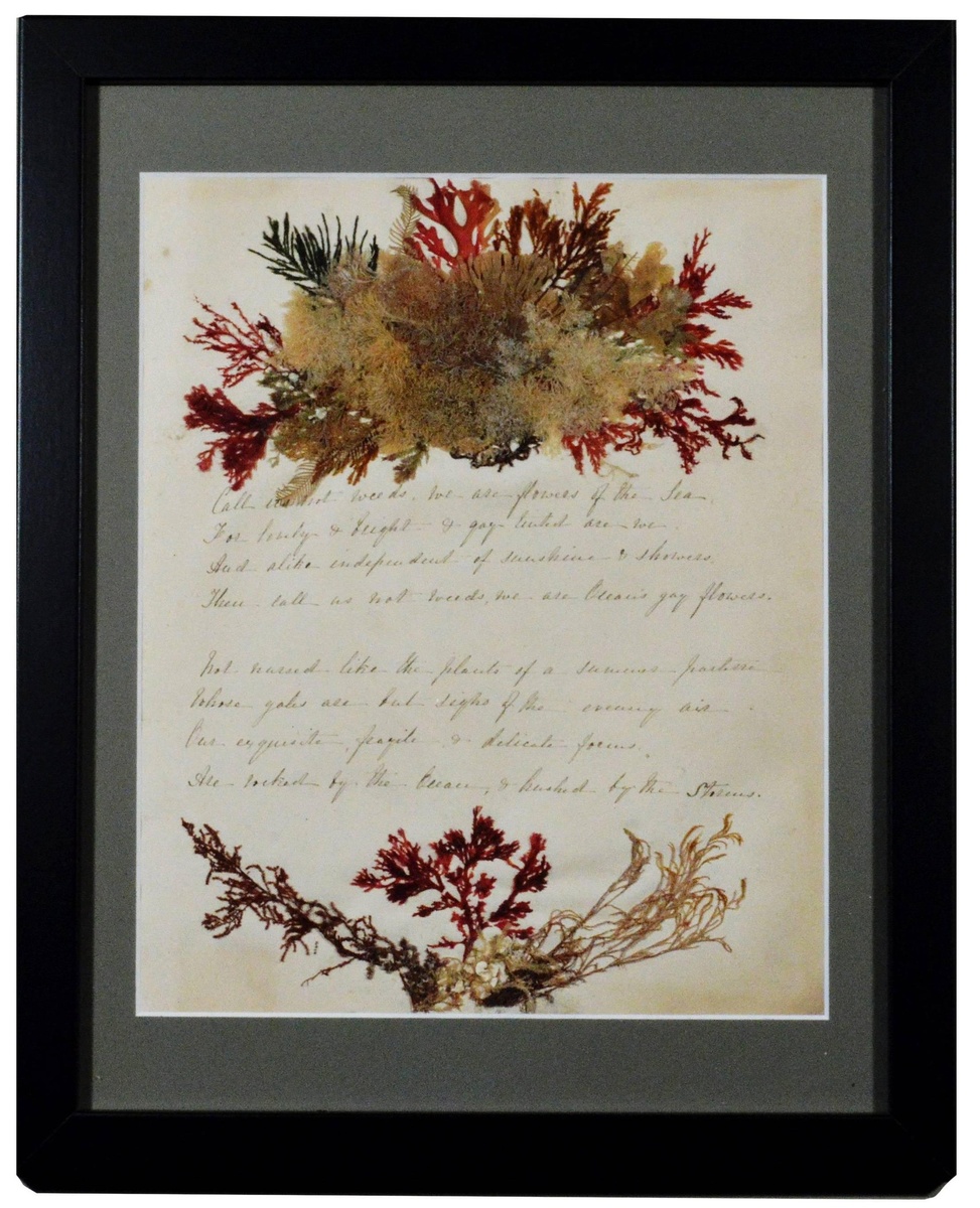 Засушенные морские водоросли викторианской леди, 1885 г.