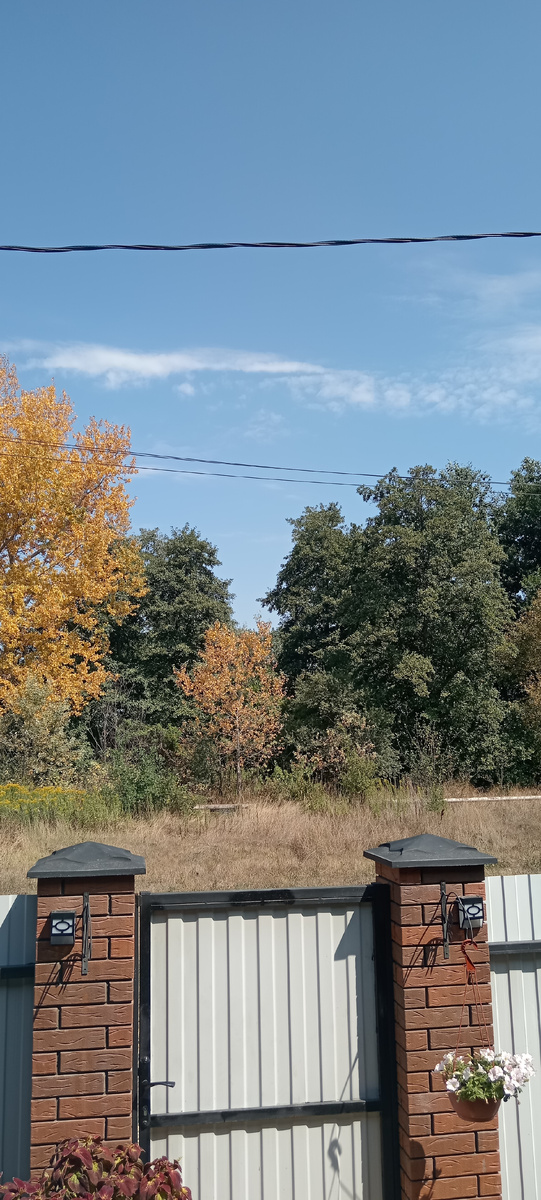 Деревья постепенно готовятся к осени. Грустно? Нет. У нас ещё жарко. 
