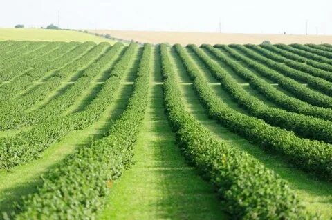 Плантация чёрной смородины