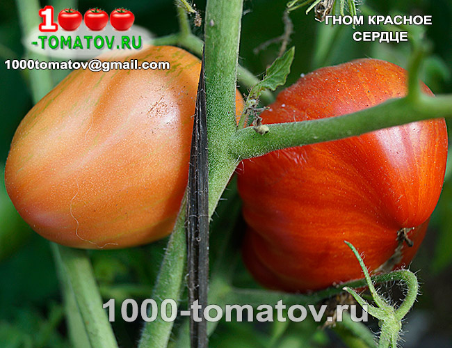 Томат Гном  Красное сердце Dwarf red heart ajnj 1