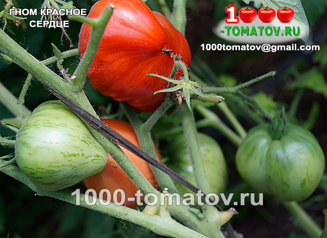 ТТомат Гном  Красное сердце Dwarf red heartомат ajnj 2