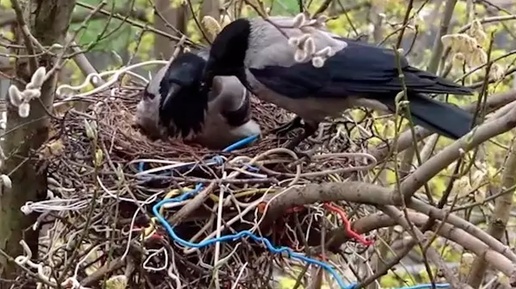 Семья ворон кормит своих птенцов в гнезде, часть 2