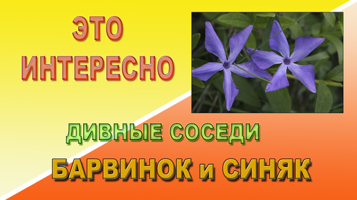 Это интересно. Дивные соседи. Барвинок и синяк.