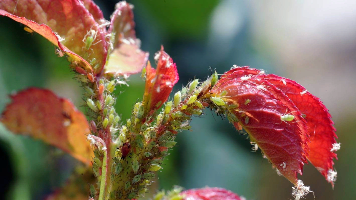 Источник: https://avatars.dzeninfra.ru/get-zen_doc/153162/pub_64cdde3fbbd9a65c8dac34d5_64d0eb8af13503325511c878/scale_1200