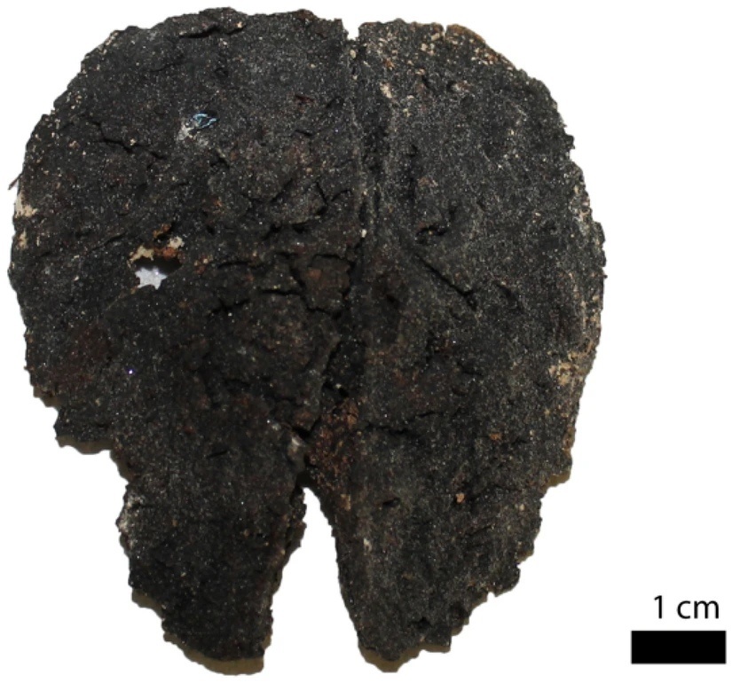 Сохранившаяся мозговая ткань, относящаяся к черепу MI CG 21 O-US4-155.