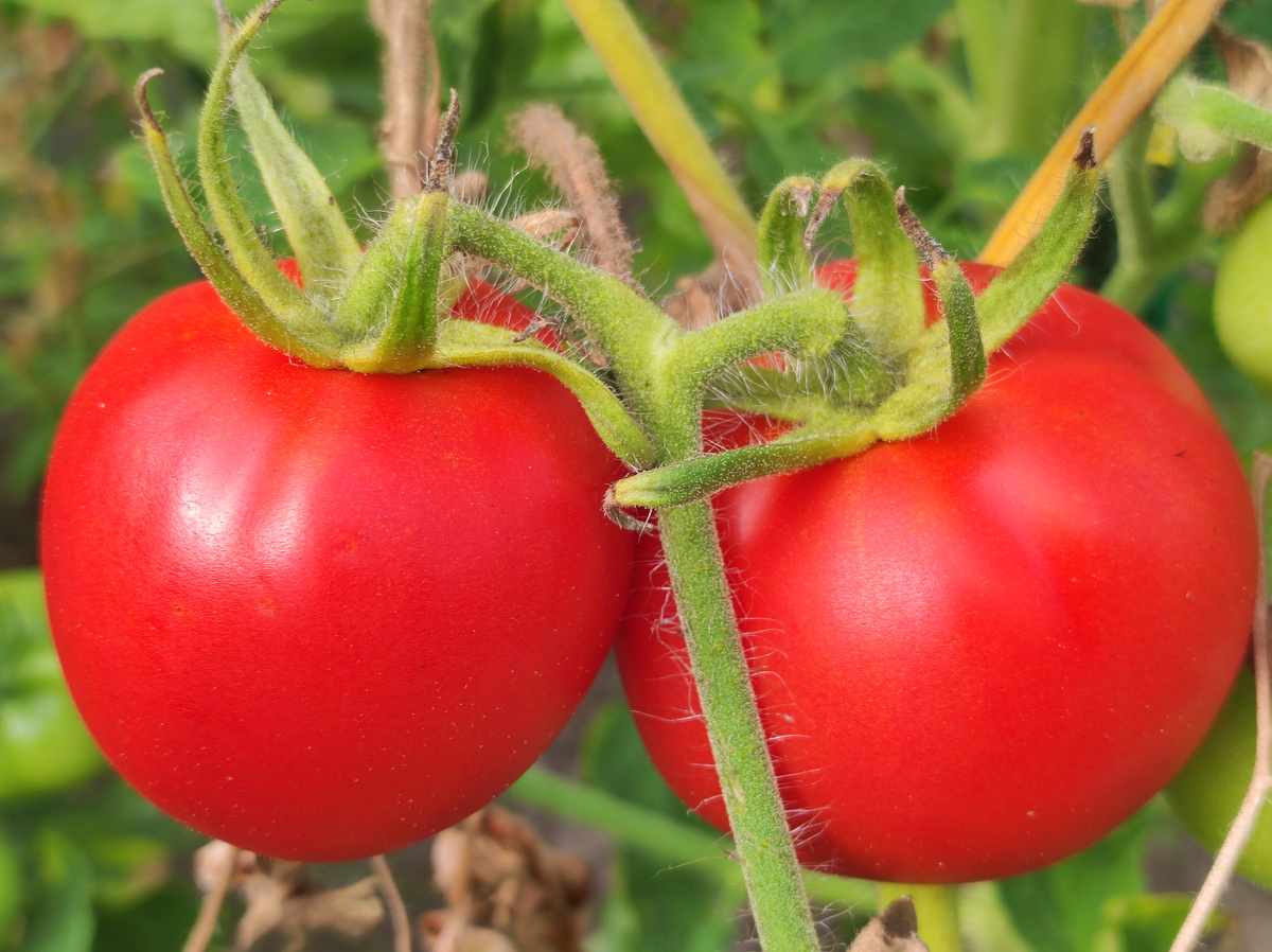 Фото автора, фитофтора томатов, конец августа 2024 года