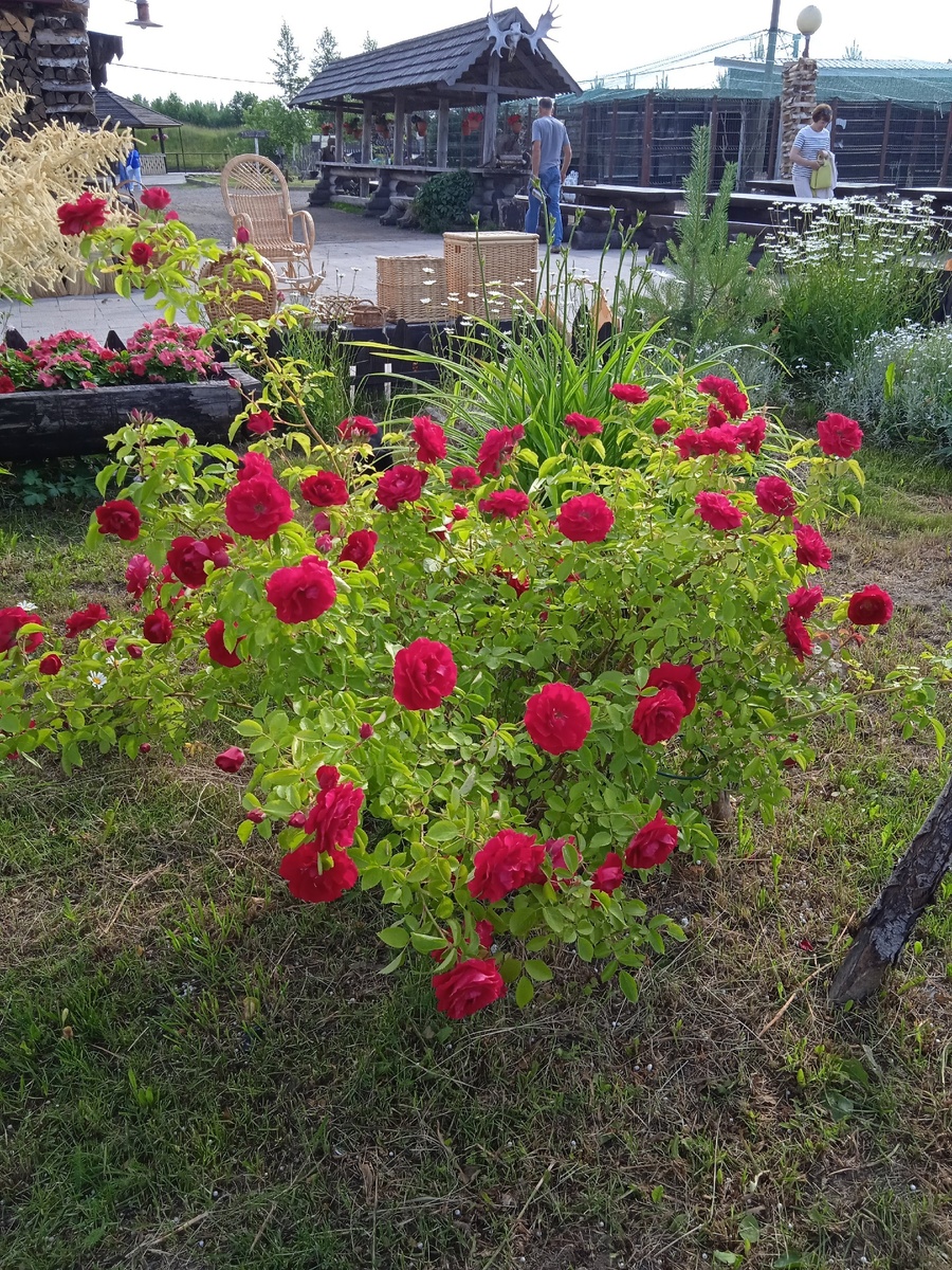 Территория кафе Фермер. Фото автора. 