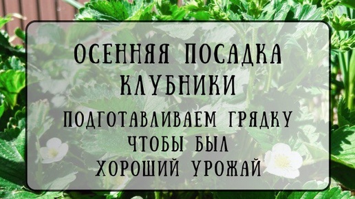 Осенняя посадка клубники. Как подготовить грядку, чтобы получать хороший урожай.