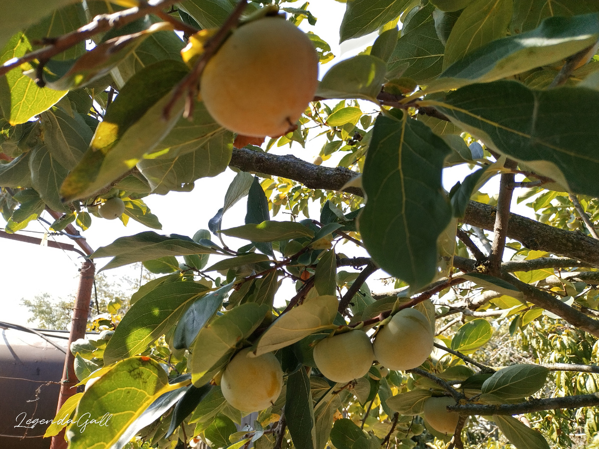 Очередная хурма окрашивается...