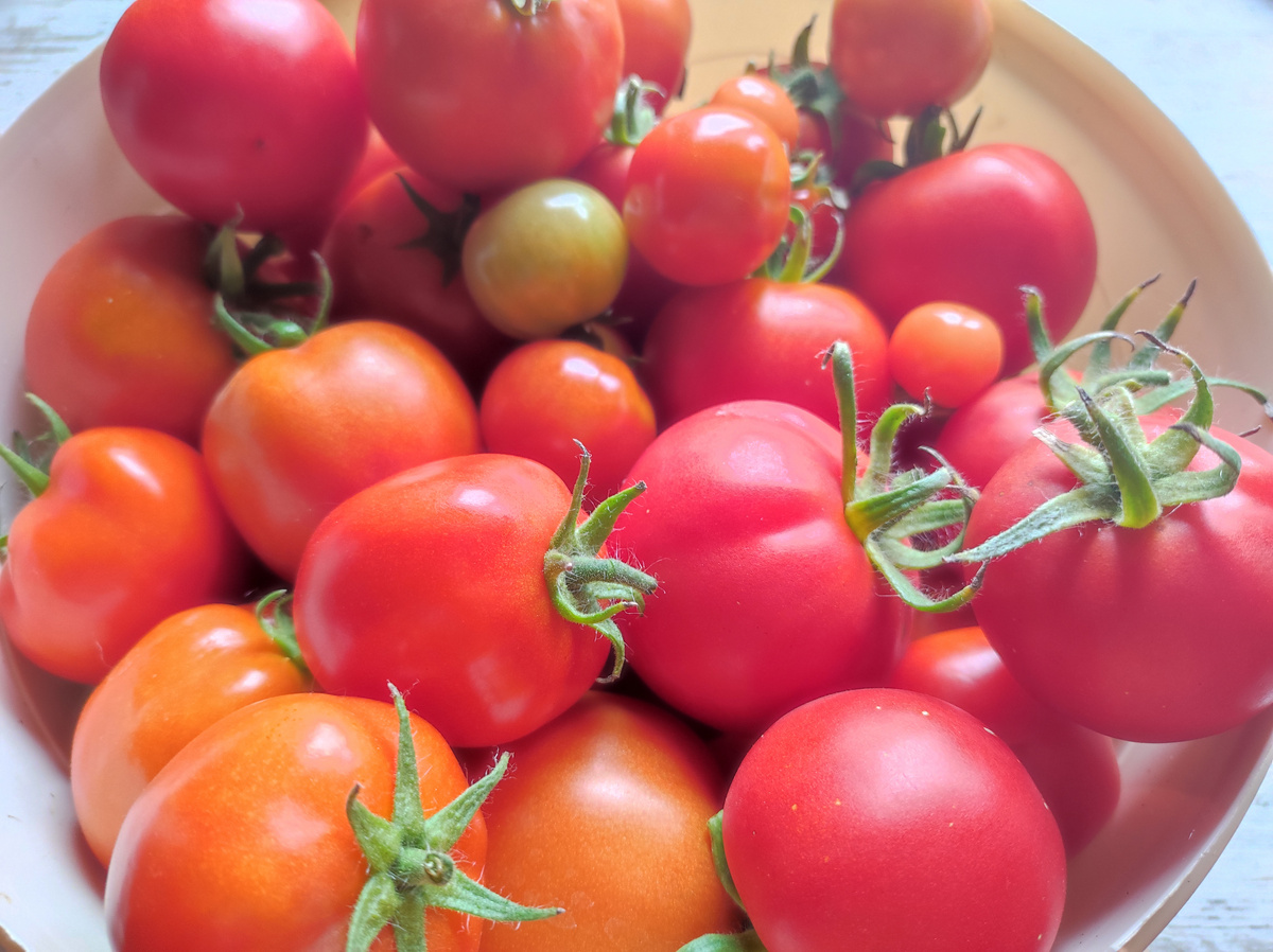 Фото автора, урожай томатов, август 2024 года