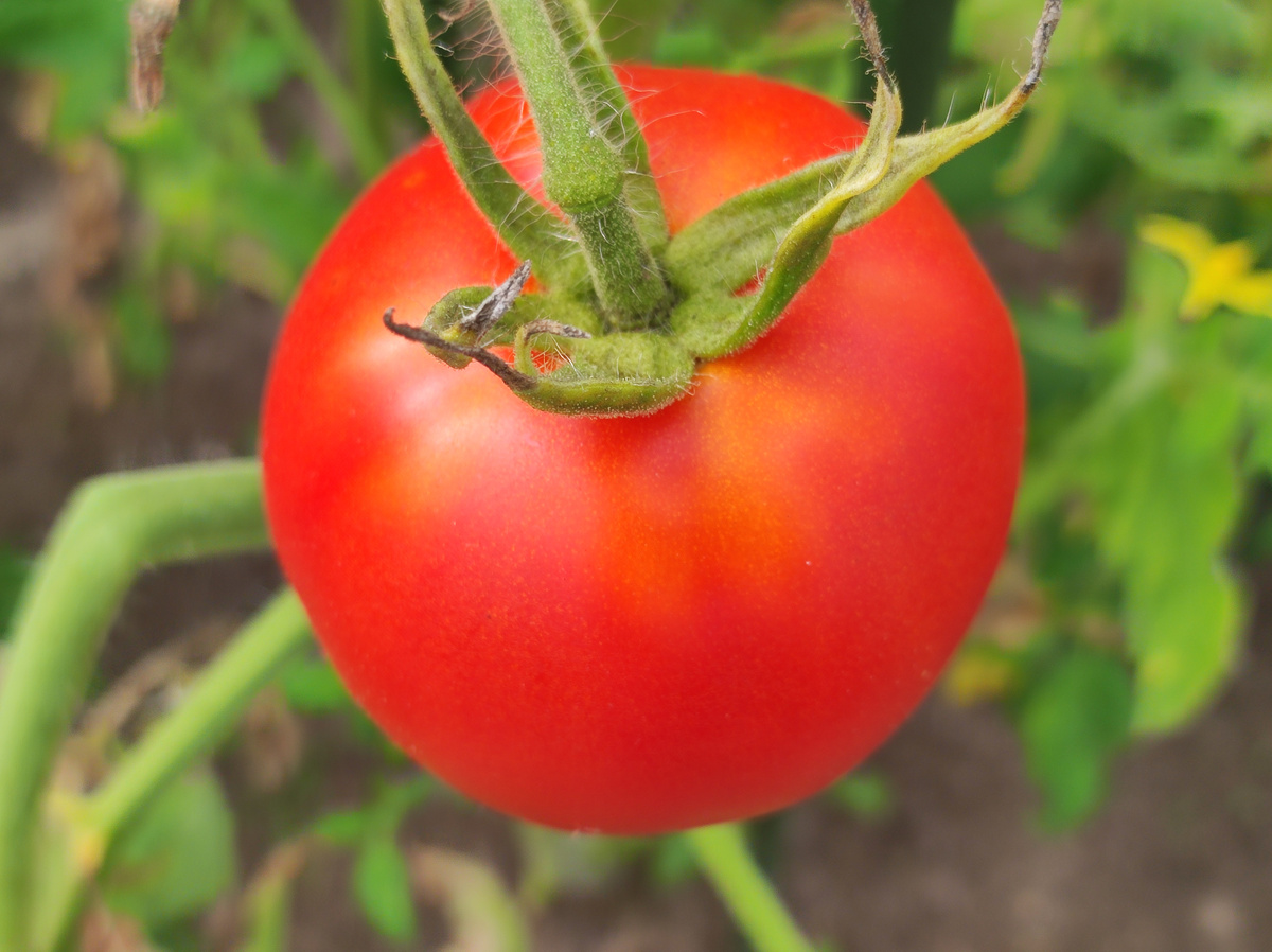 Фото автора, томат в теплице, август 2024 года