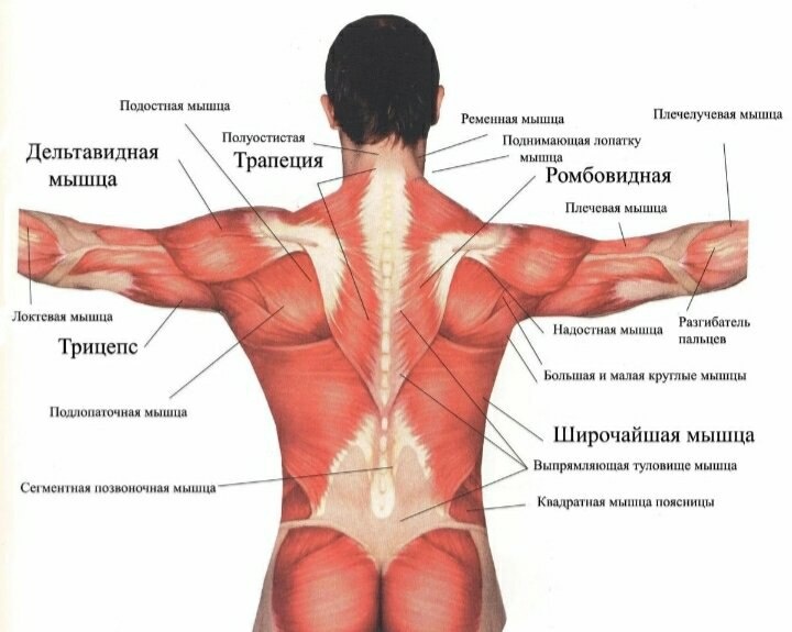 Строение мышц спины 
