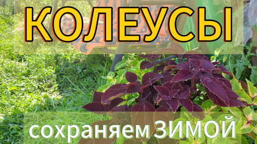 Сохраняем Колеусы Зимой🌱3 способа сохранения ...