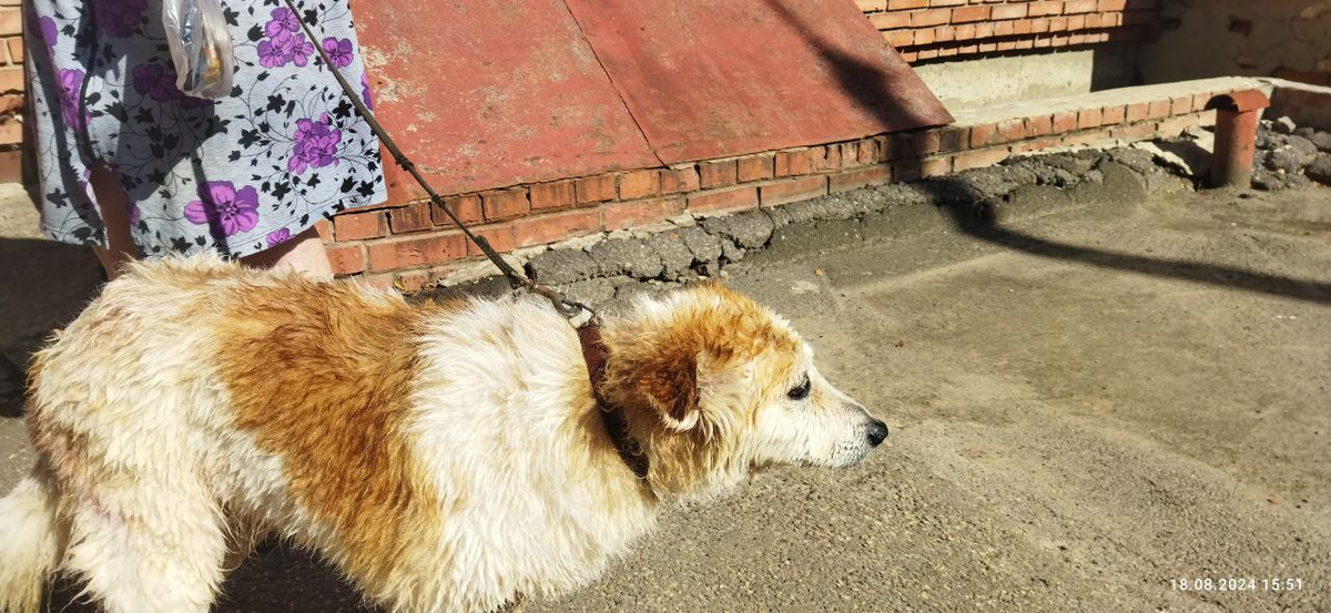 Белочка после водных процедур