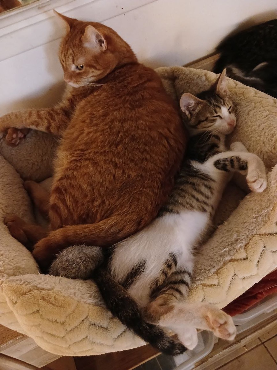    Цоля с другом.