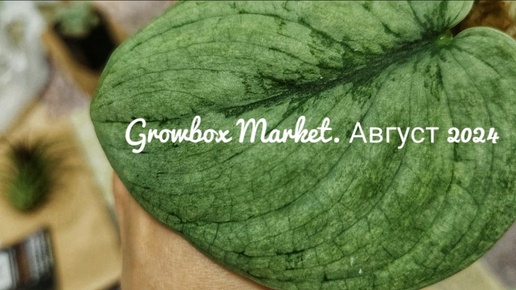 Growbox Market. Новинки