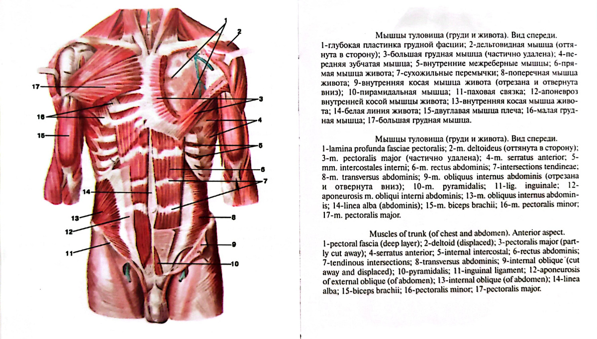 Мышцы туловища (груди и живота). Вид спереди. 