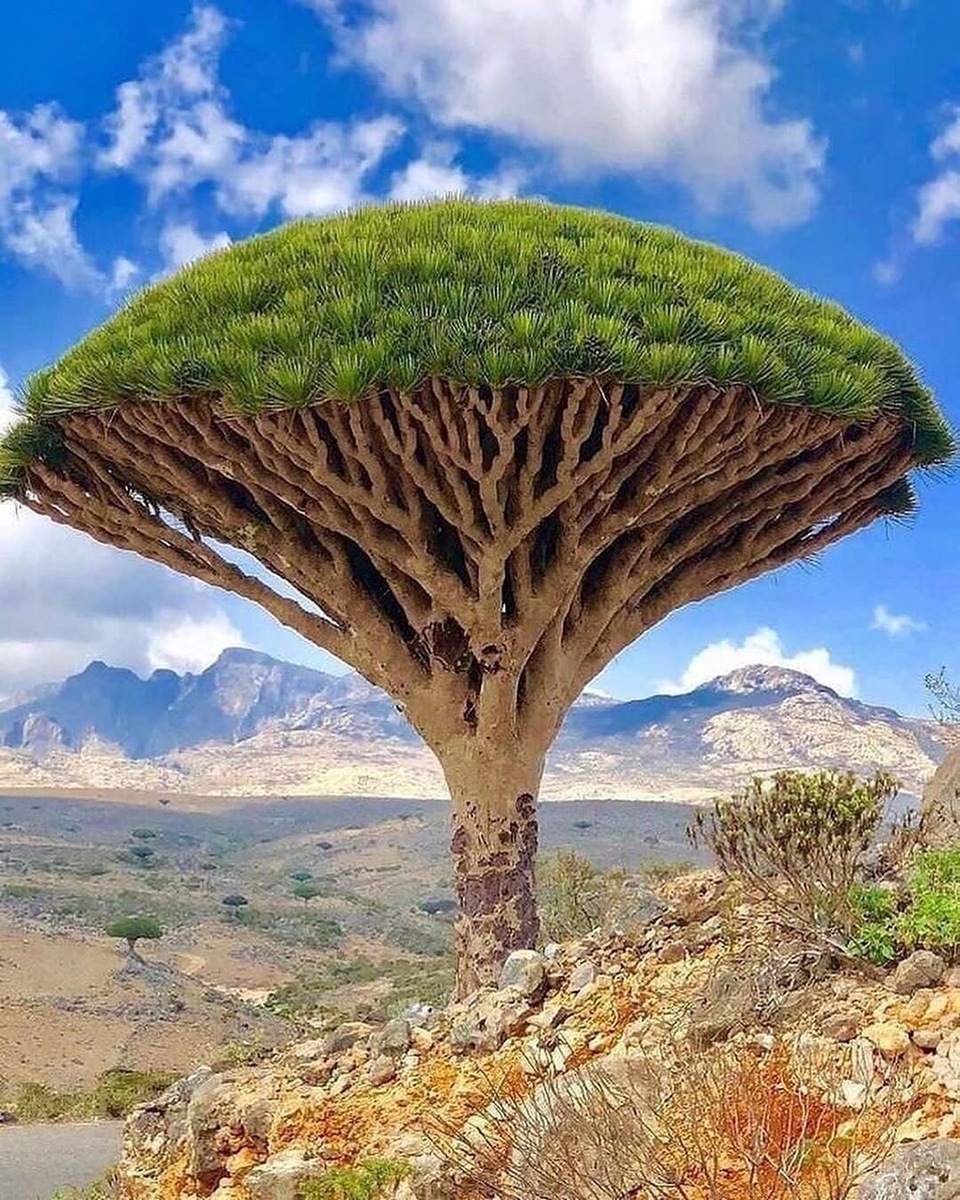 Драконово дерево (Dracaena cinnabari)