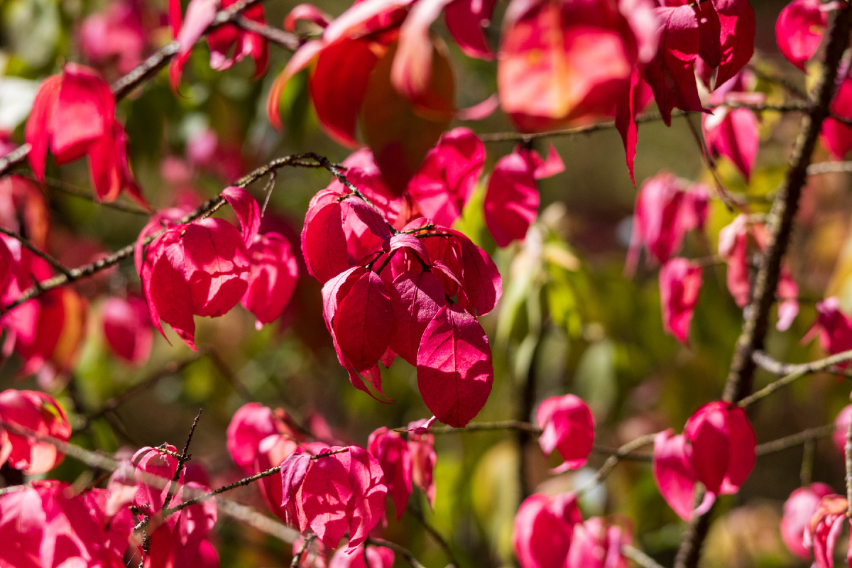 Красивые краски у осени