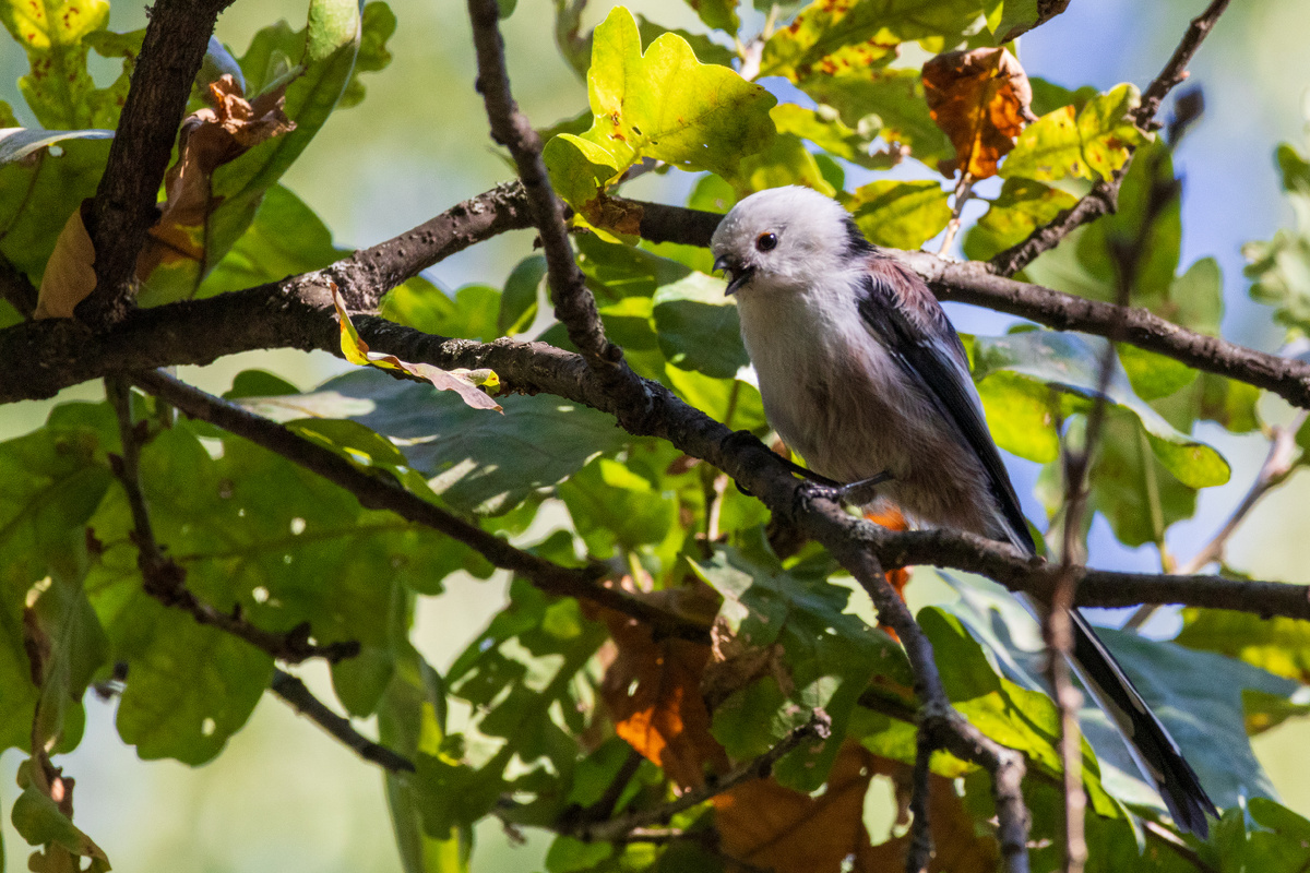 Синица длинохвостая