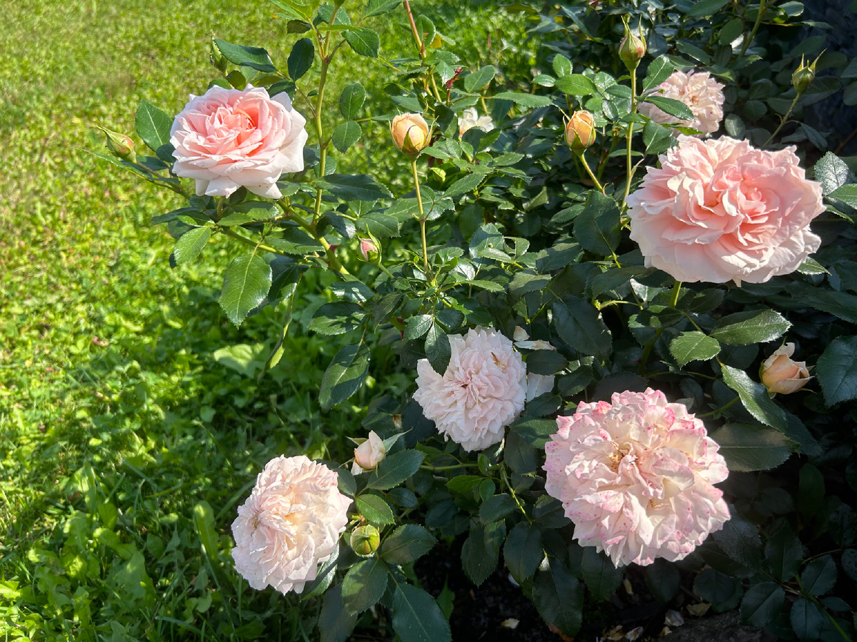 Home and garden