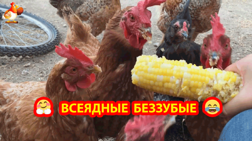 Кормление кур с руки капустным листом, кукурузой и огурцами 🥬🌽🥒 Всеядные пернатые беззубые склюют все лакомства ❣️🤗😂