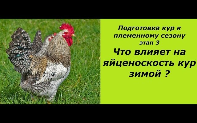 Подворье-живность
