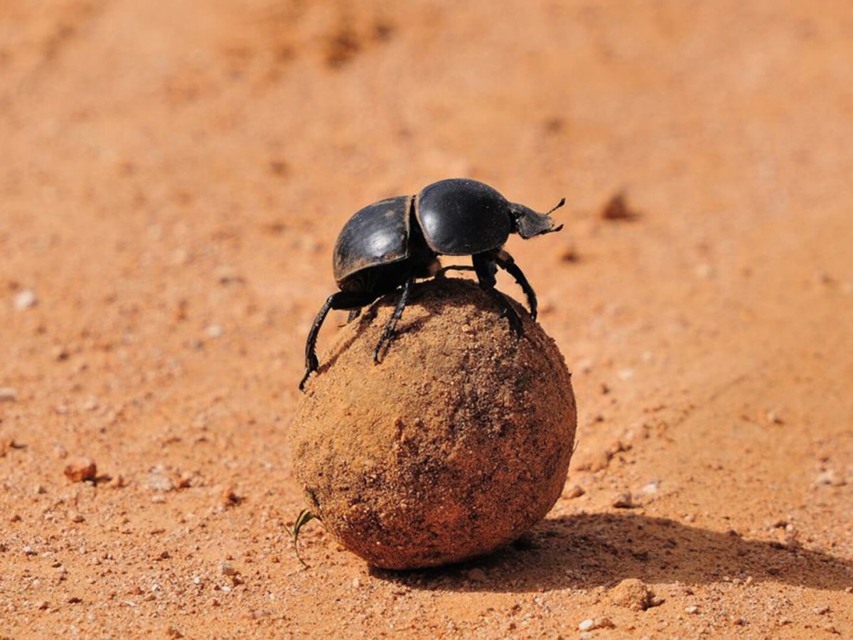    Навозные жуки помогли инженерам создать новый вид GPS