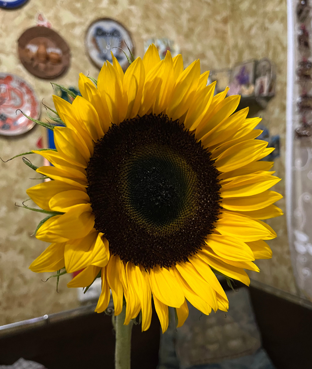 Фото автора. Подарок от мужа на первый день осени!