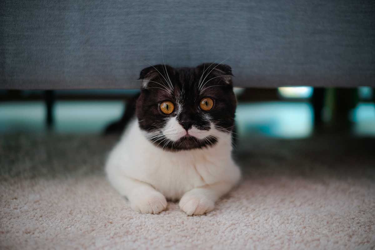 apinya phuangphem / Shutterstock / FOTODOM📷Шотландская вислоухая кошка