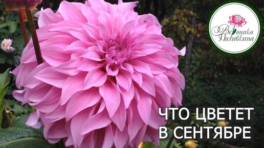 ЧТО ЦВЕТЕТ В СЕНТЯБРЕ