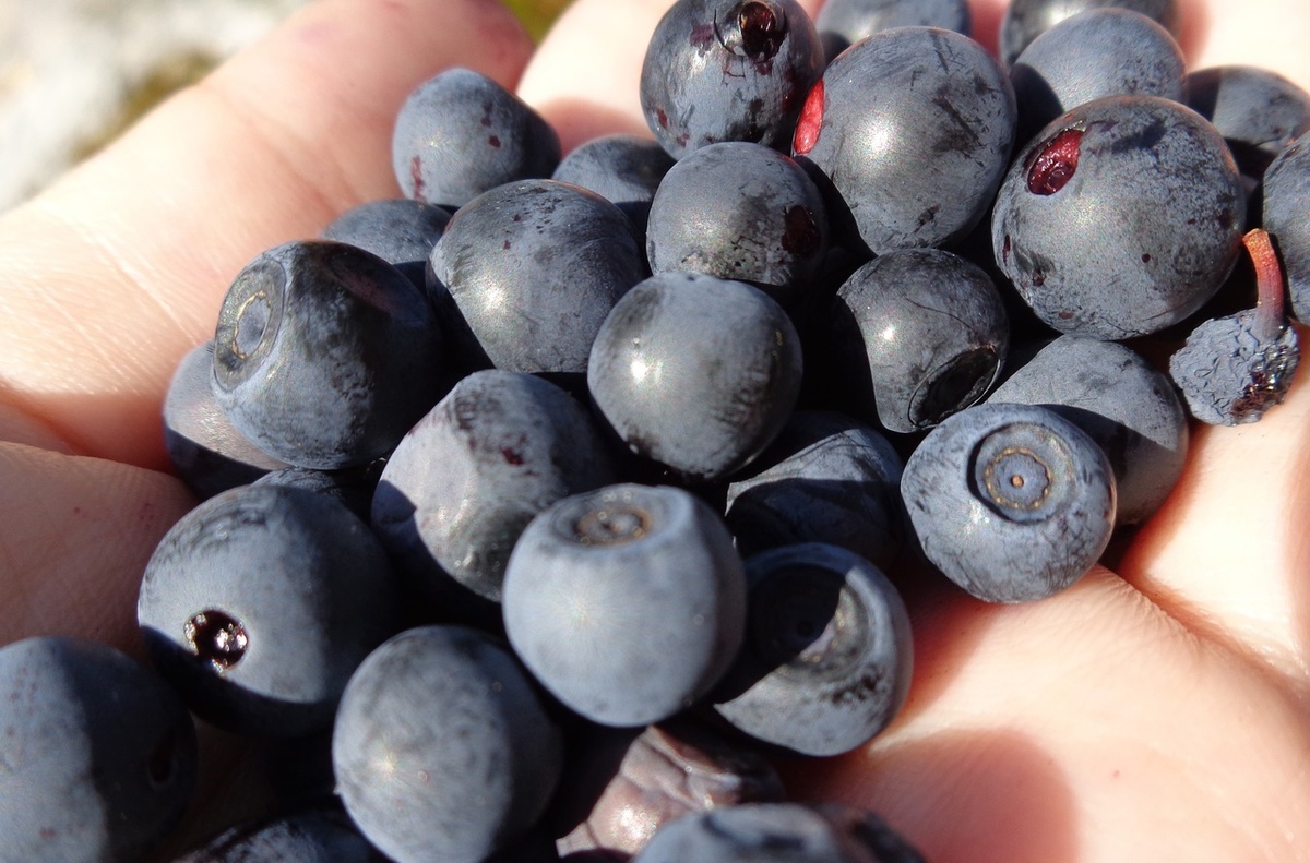 Щедрое угощение Воттоваары