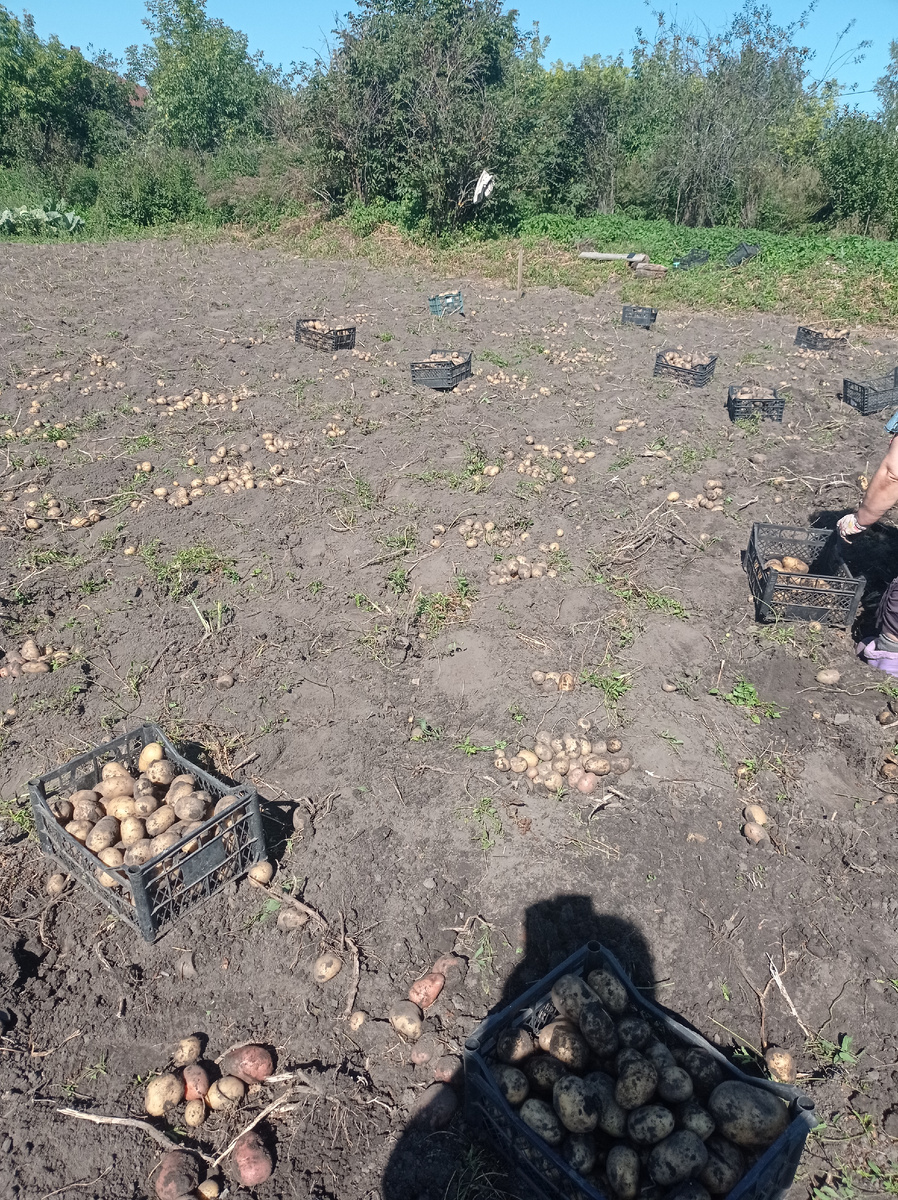 Собрали крупную картошку, на очереди семенная и мелочь