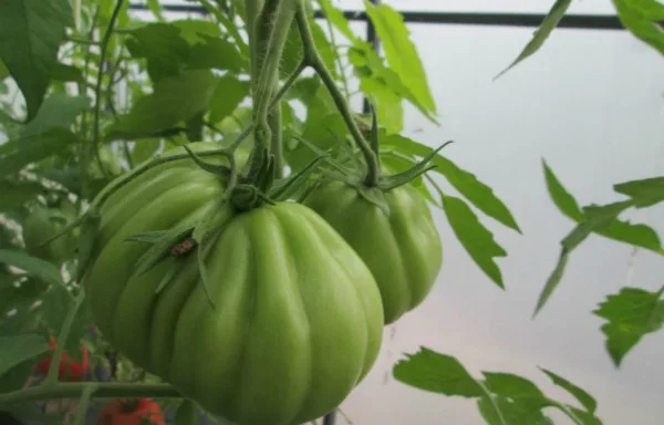 Разочаровавшие сорта томатов, перцев, которые никогда больше сажать не буду