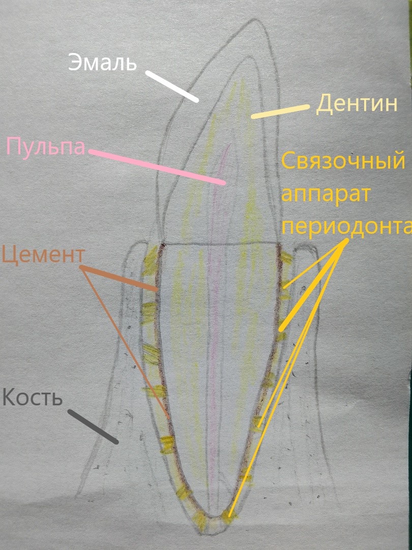 Пародонт. Рисовал сам когда-то, извиняюсь за качество, но вроде всё понятно.