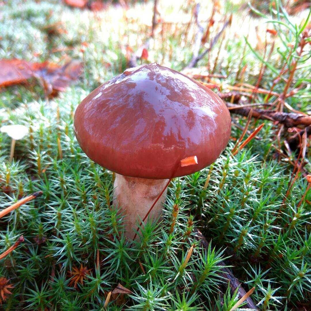 Гриб маслёнок.