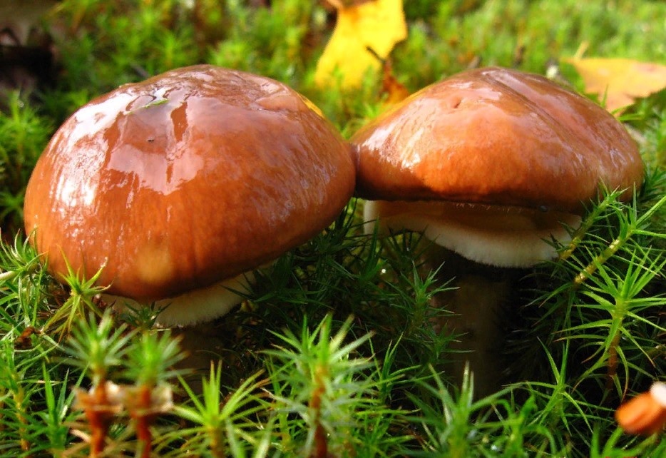 Маслёнок настоящий.