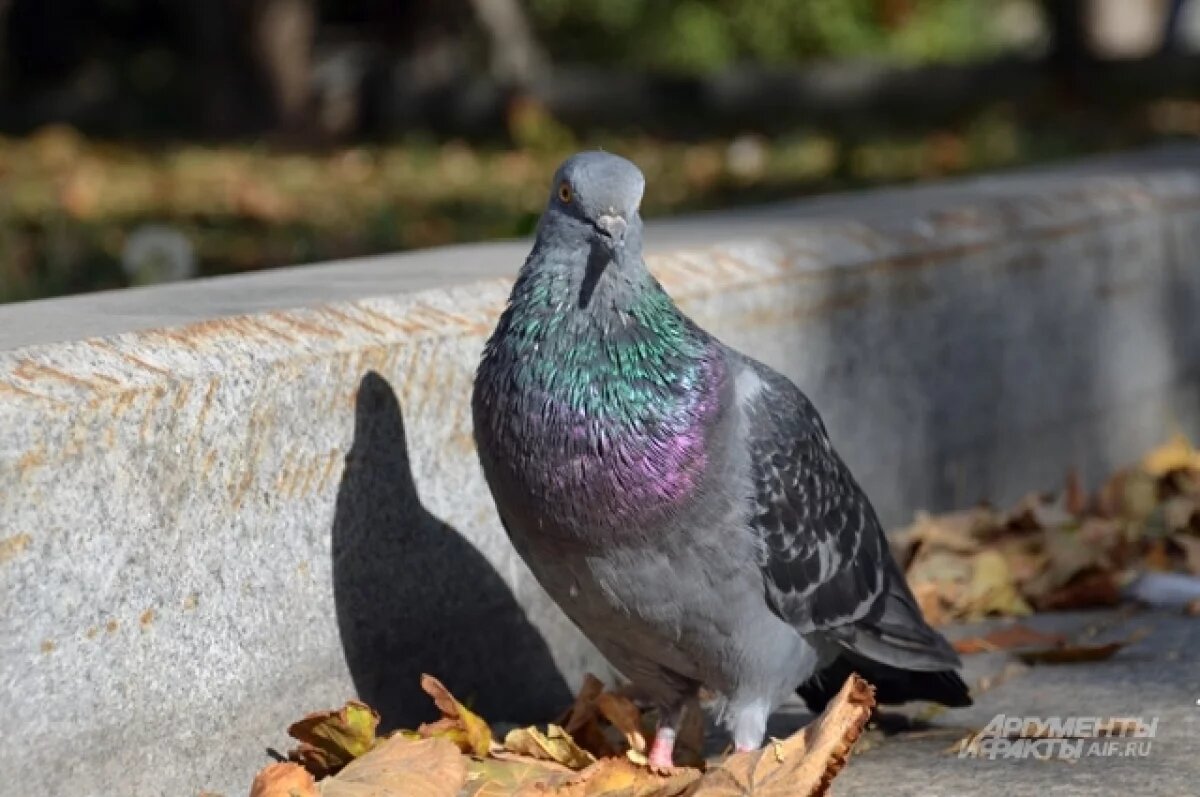    Во Владивостоке пустующую квартиру захватили голуби