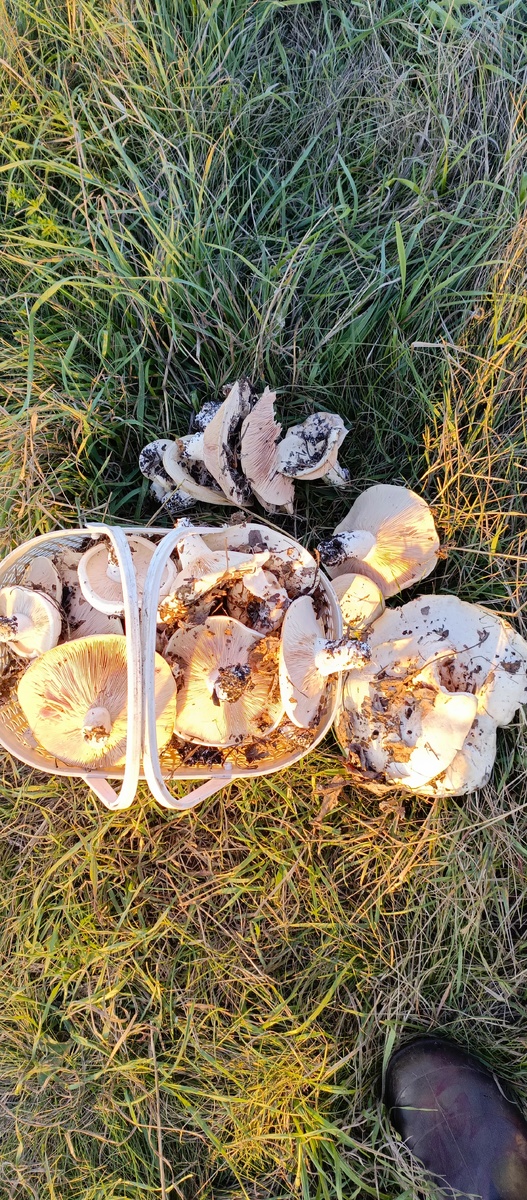 Нашла в поиске.Подгруздок белый (груздь сухой) относится к съедобным грибам.