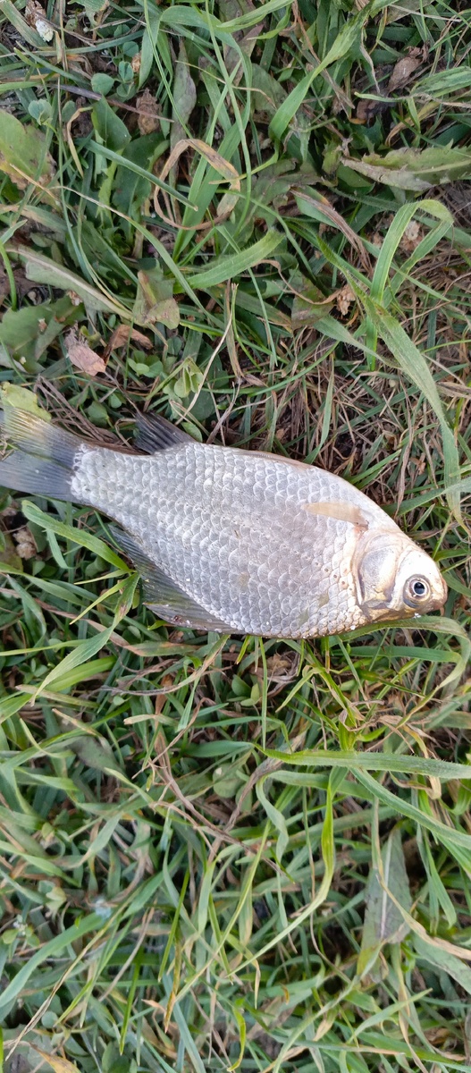 Поймали только одну рыбку. 😂